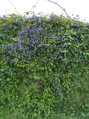 Jacquemontia pentanthos