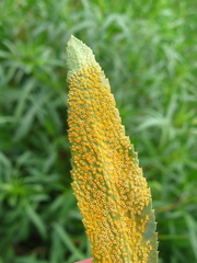 Puccinia sii-falcariae