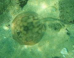 Urobatis concentricus