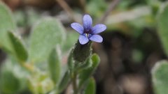 Allophyllum gilioides violaceum