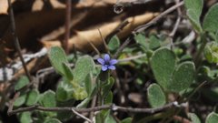 Allophyllum gilioides violaceum