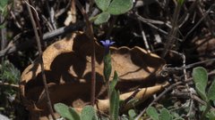 Allophyllum gilioides violaceum