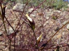 Cordylanthus tenuis brunneus