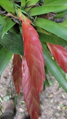 Tillandsia multicaulis