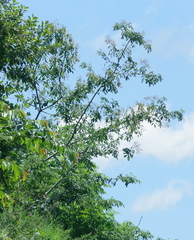 Dalbergia obovata