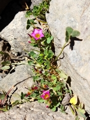 Oxalis squamata