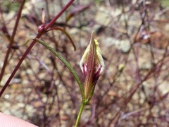 Cordylanthus tenuis brunneus