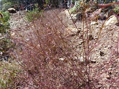 Cordylanthus tenuis brunneus