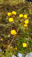 Calceolaria filicaulis