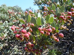 Arctostaphylos viscida pulchella