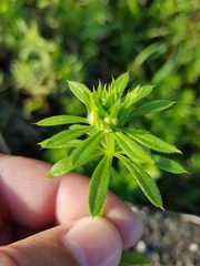 Dasineura aparines