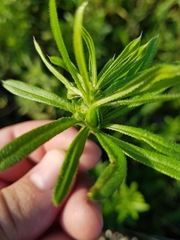 Dasineura aparines