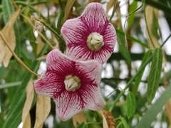 Oxystelma esculentum