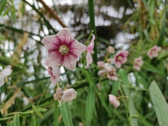 Oxystelma esculentum