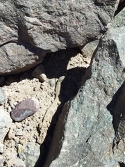 Liolaemus moradoensis