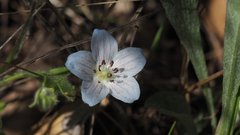 Nemophila menziesii integrifolia
