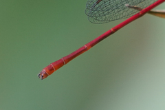 Telebasis digiticollis