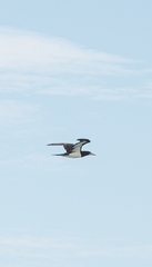 Sula leucogaster