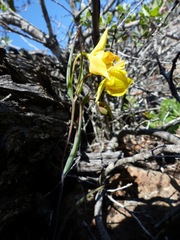 Calochortus amabilis