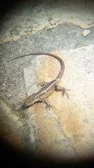 Stenocercus trachycephalus