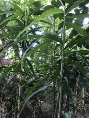 Costus stenophyllus