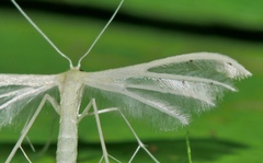 Pterophorus albidus