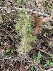 Dichanthelium microcarpon