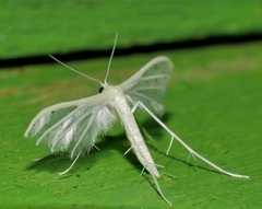Pterophorus albidus
