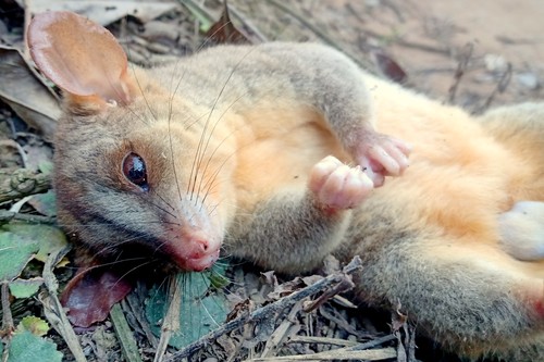 Bare-tailed Woolly Opossum