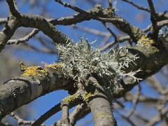 Ramalina puberulenta