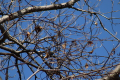 Leiothlypis virginiae
