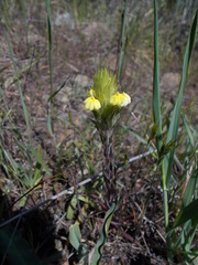 Castilleja rubicundula lithospermoides