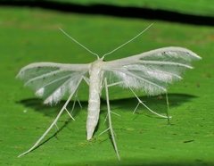 Pterophorus albidus
