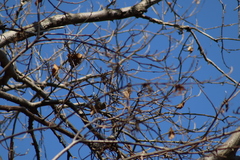 Leiothlypis virginiae