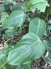 Philodendron hederaceum