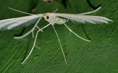 Pterophorus albidus