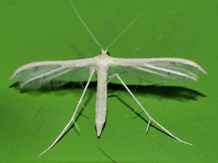 Pterophorus albidus