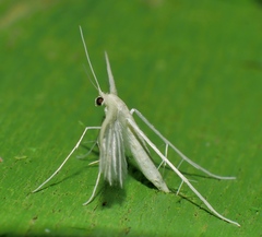 Pterophorus albidus