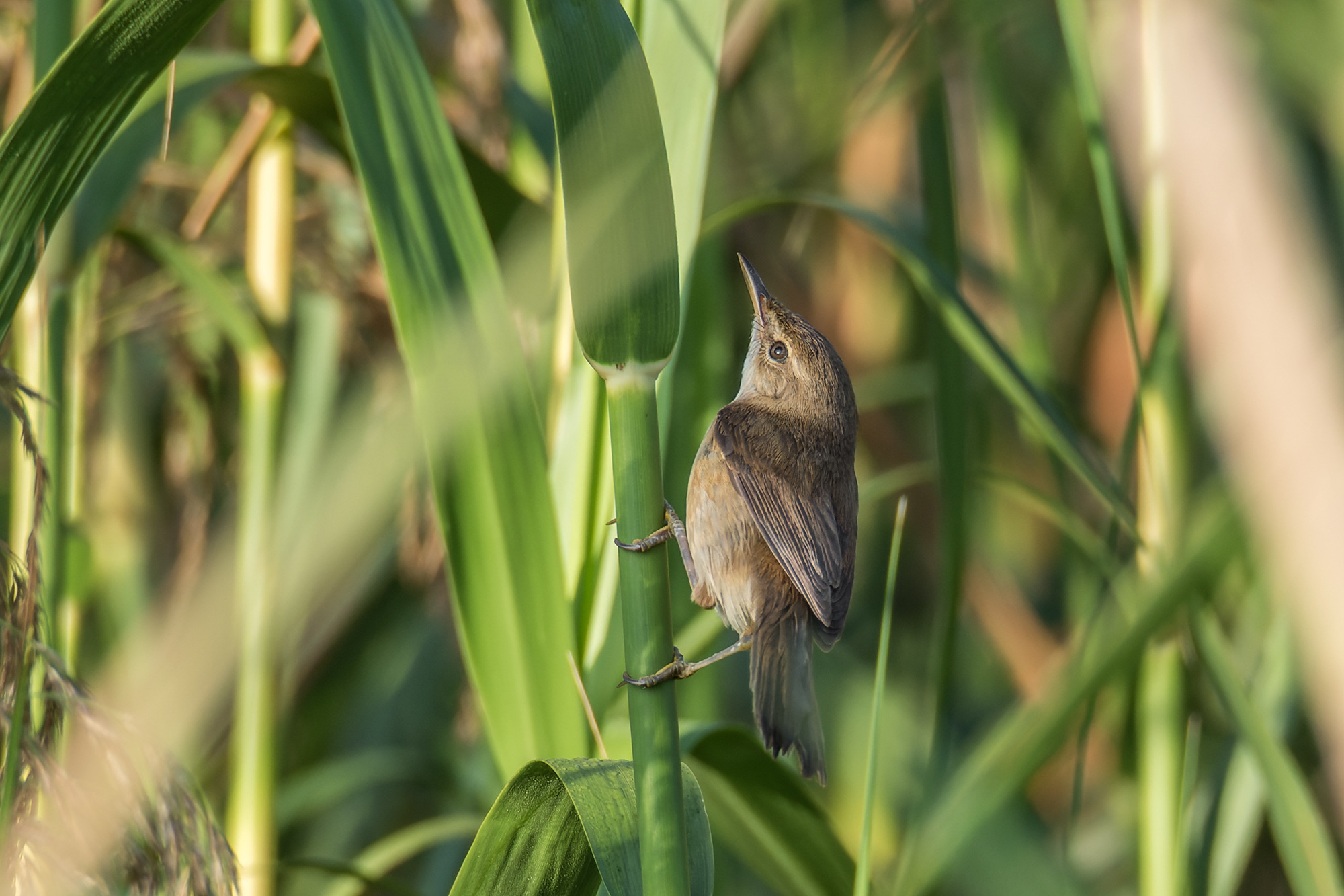 Blunt-winged Warbler