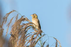 Ploceus manyar williamsoni