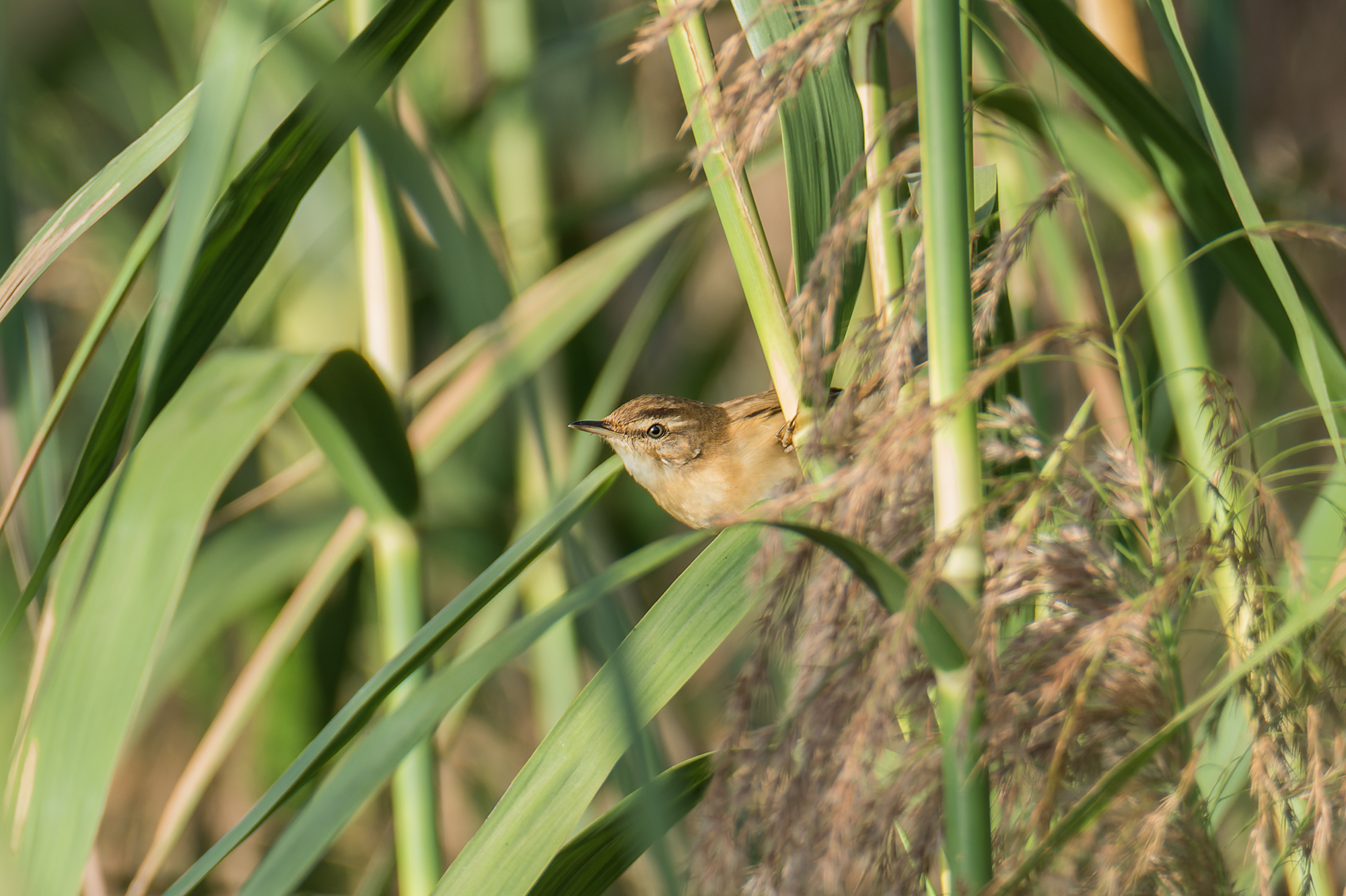 Manchurian Reed Warbler