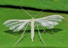 Pterophorus albidus