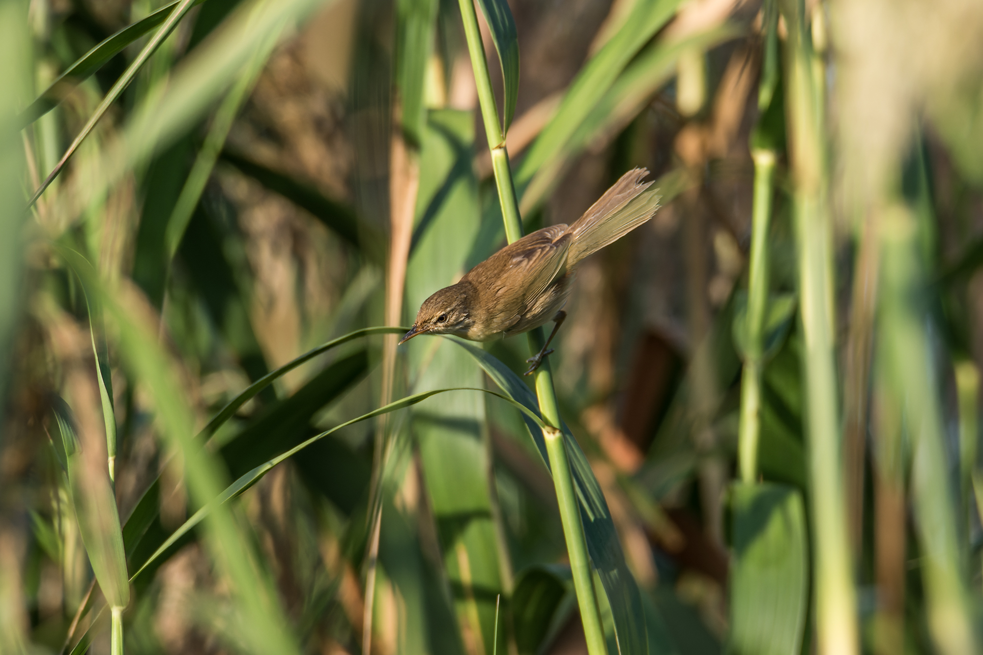 Blunt-winged Warbler