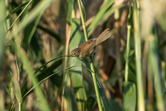 Acrocephalus concinens