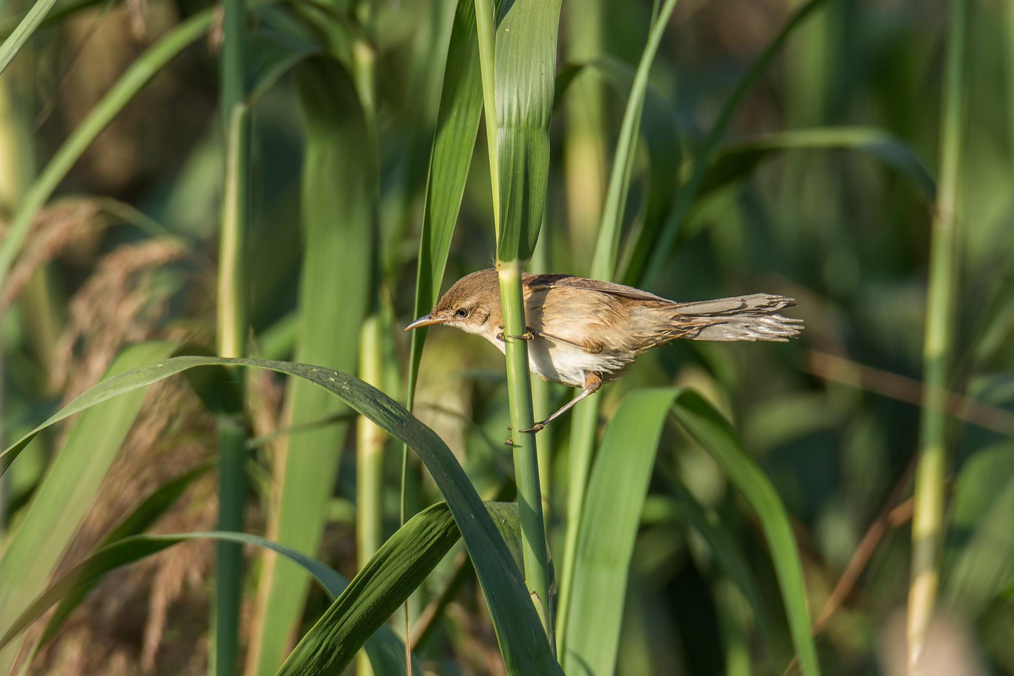 Blunt-winged Warbler