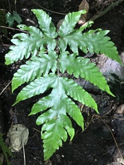 Tectaria heracleifolia