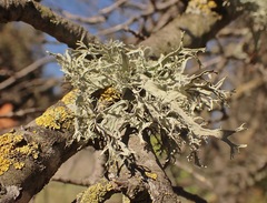 Ramalina puberulenta