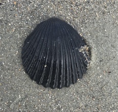 Argopecten irradians concentricus