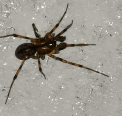 Stemonyphantes lineatus