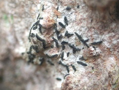 Alyxoria culmigena